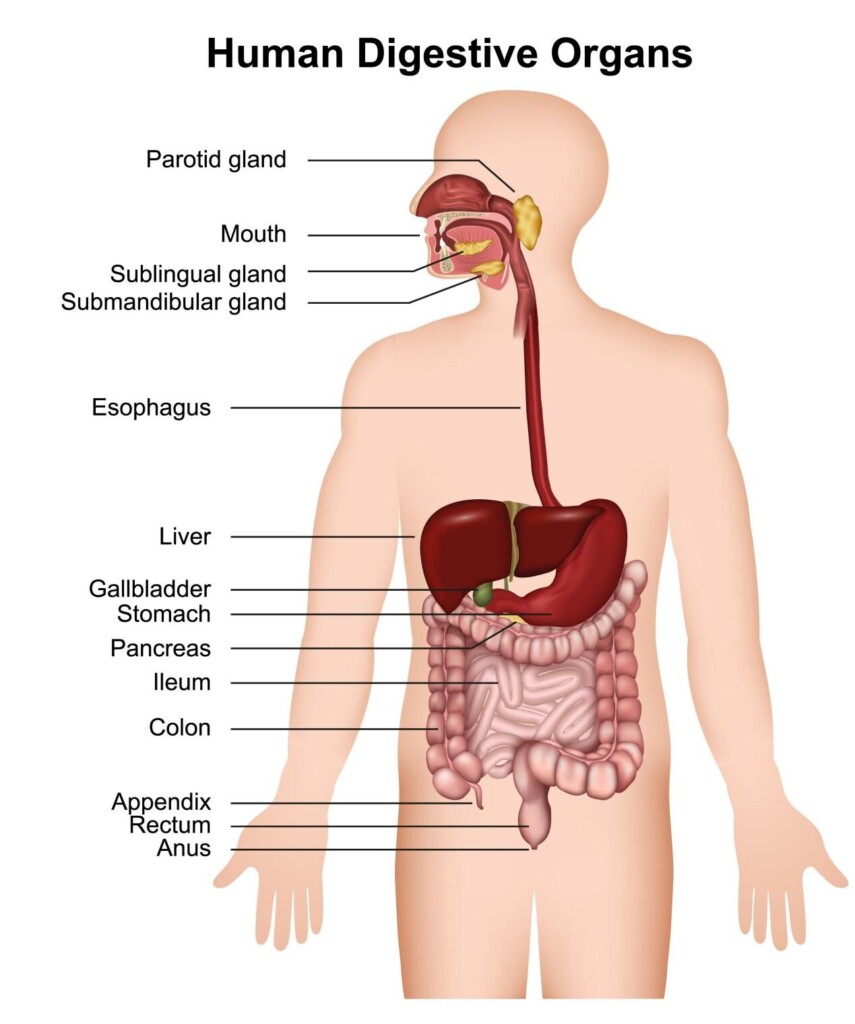 Un diagrama educativo que ilustra los órganos primarios del sistema digestivo humano, incluidas las glándulas salivales, el esófago, el estómago, el hígado, el páncreas y los intestinos.