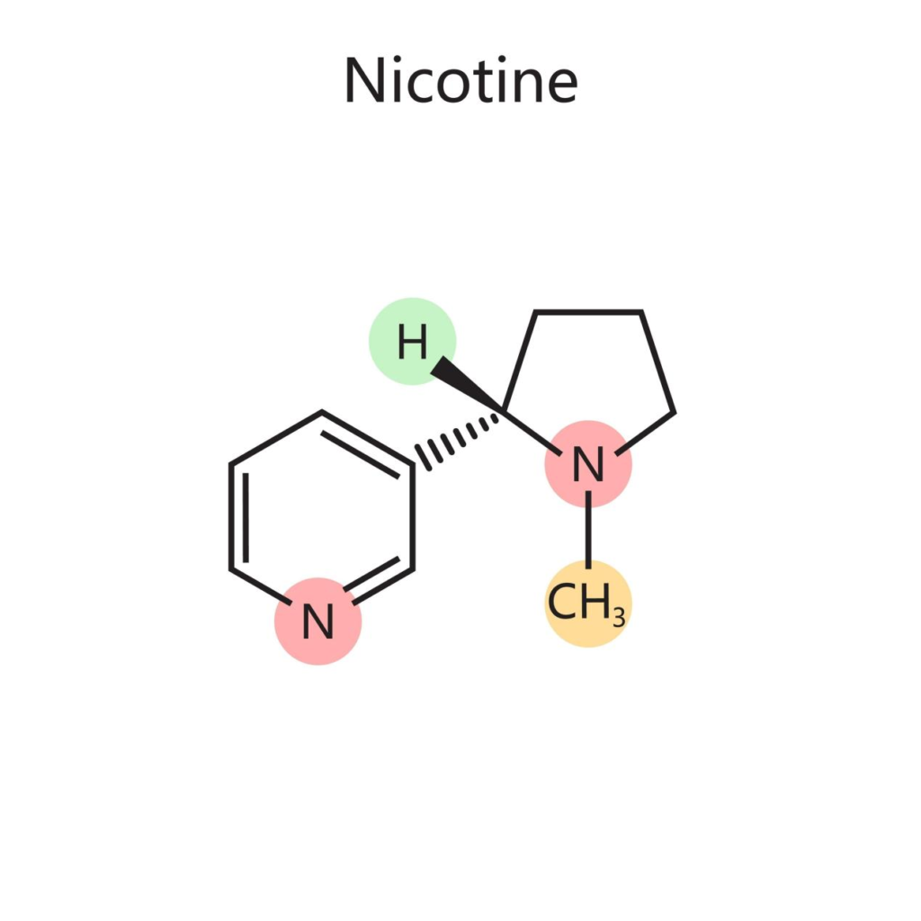 A clear 2D diagram of the nicotine molecular structure, featuring the pyridine and pyrrolidine rings with labeled nitrogen and methyl groups. Ideal for educational and scientific contexts.